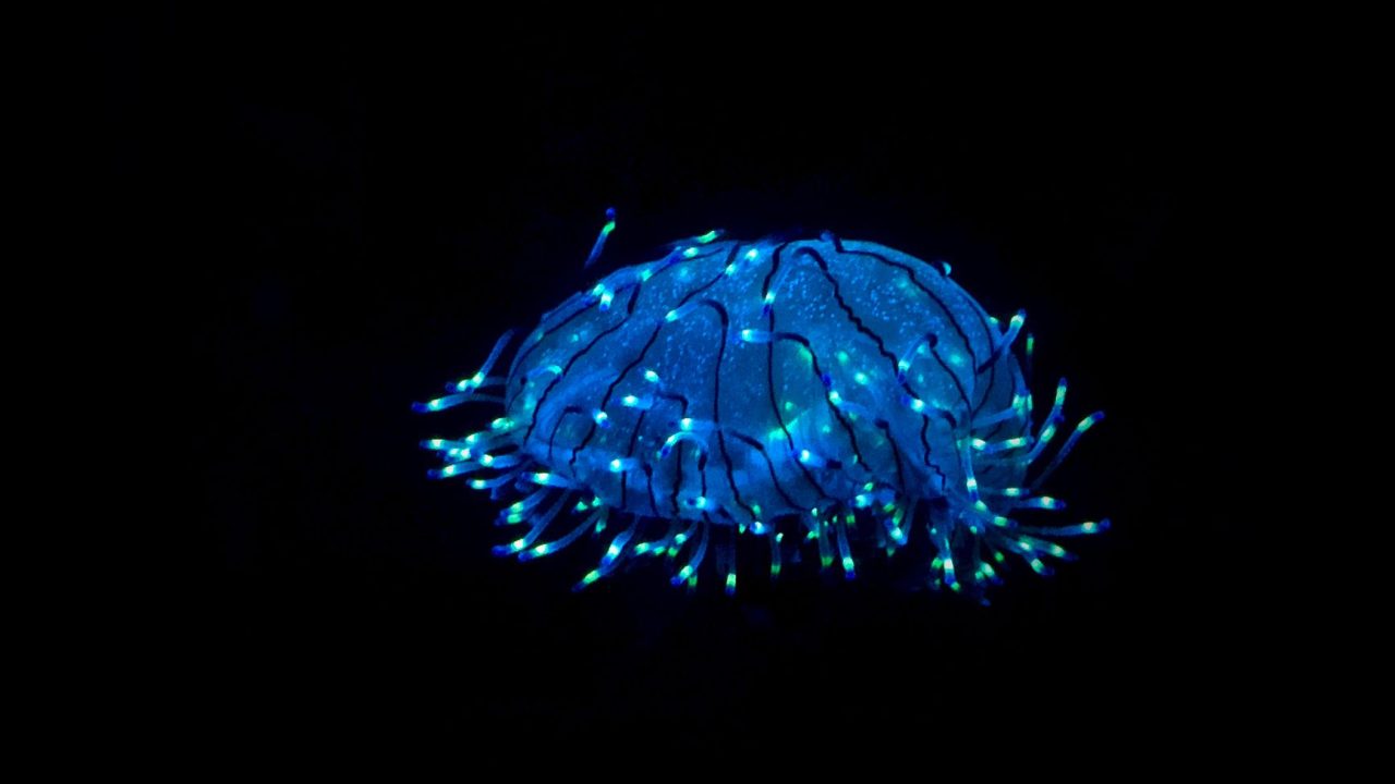 glowing nanoparticles