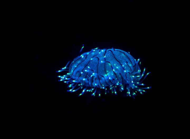 glowing nanoparticles
