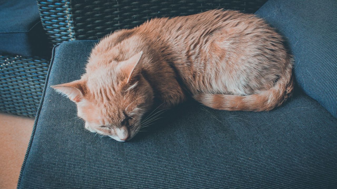 sleepy after lunch
