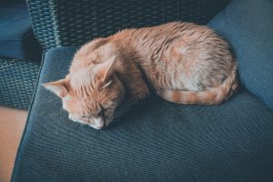 sleepy after lunch