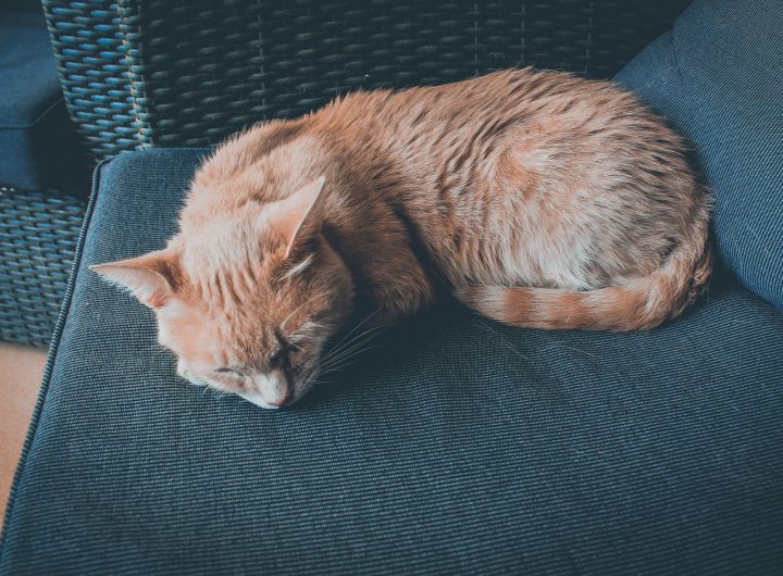 sleepy after lunch